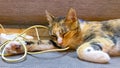 Sleeping Cat Entangled Itself to a Charging Cord Royalty Free Stock Photo