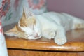Sleeping Cat Royalty Free Stock Photo