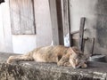 Sleeping cat face closeup Royalty Free Stock Photo