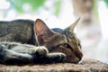 Sleeping cat Royalty Free Stock Photo
