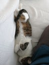 Sleeping Cat Funny Position
