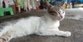 sleeping cat in the garage Royalty Free Stock Photo