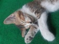 Sleeping cat on the green carpet. She is so enjoy her kidnap. Looking for good place.