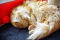 Sleeping cat on ground: Closeup Royalty Free Stock Photo