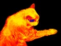 Sleeping cat infrared Royalty Free Stock Photo