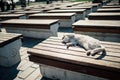Sleeping cat in Istanbul Royalty Free Stock Photo