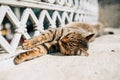 Sleeping cat in Istanbul Royalty Free Stock Photo