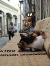 sleeping cat on Istanbul street Royalty Free Stock Photo