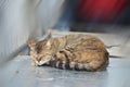 Sleeping cat in Istanbul, Turkey Royalty Free Stock Photo