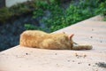 Sleeping cat, Istanbul, Turkey Royalty Free Stock Photo