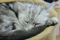 Sleeping cat in japanese cat cafe Royalty Free Stock Photo