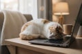 Sleeping cat on laptop keyboard Royalty Free Stock Photo
