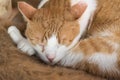 Sleeping cat Royalty Free Stock Photo