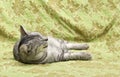 Sleeping cat in natural home background, lazy cat face close up, small sleepy lazy cat, domestic animal, cat on siesta time,restin Royalty Free Stock Photo