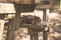 Sleeping cat on old wooden bench