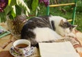 Sleeping cat with open book lilac in vase and tea cup Royalty Free Stock Photo