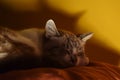 Sleeping cat on the orange pillow