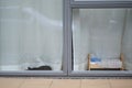A sleeping cat outside the window Royalty Free Stock Photo