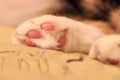 Cat paw Royalty Free Stock Photo