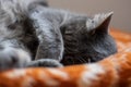 Sleeping cat paw