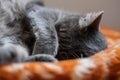 Sleeping cat paw Royalty Free Stock Photo