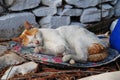 Sleeping cat, Paxos Royalty Free Stock Photo