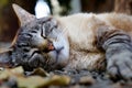 Sleeping cat