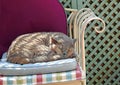 Sleeping cat pet pets garden chair seat bench sun summer sunshine bumpkin pedigree cats feline cushion muffin sleeping asleep dozy