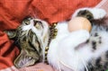 Sleeping Cat Royalty Free Stock Photo