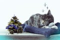 Sleeping cat with pine cone as New year tree concept composition Royalty Free Stock Photo