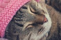 Sleeping cat in a pink hat