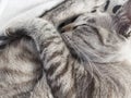 Sleeping cat Relax Comfortable close up Royalty Free Stock Photo