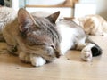 The sleeping cat rests on the floor with his friends. happily