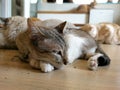 The sleeping cat rests on the floor with his friends. happily