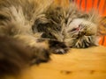 Sleeping cat Royalty Free Stock Photo