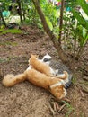 Sleeping cat on sand Royalty Free Stock Photo