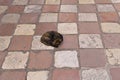 Sleeping cat on the sidewalk in the middle of the street