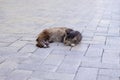 Sleeping cat in the square. Brown young cat.