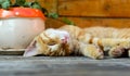 Sleeping Cat Royalty Free Stock Photo