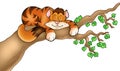 Sleeping cat on tree branch Royalty Free Stock Photo