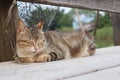 Sleeping Cat Royalty Free Stock Photo