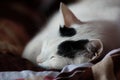 Sleeping cat Royalty Free Stock Photo