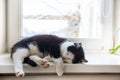 Sleeping cat Royalty Free Stock Photo