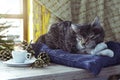 Sleeping cat on winter window background concept composition Royalty Free Stock Photo