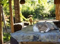 Sleeping cat on wood table in garden