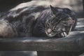 Sleeping cat on wooden bench portrait