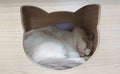 Sleeping cat in wooden box