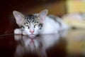 Sleeping cat on wooden floor. Royalty Free Stock Photo