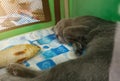 Sleeping cat. Young thoroughbred pedigreed cat. Breed Russian Blue