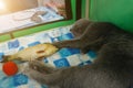 Sleeping cat. Young thoroughbred pedigreed cat. Breed Russian Blue